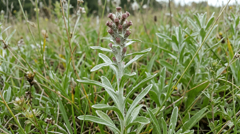 Purplish Cudweed